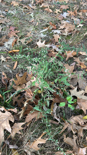 calico aster