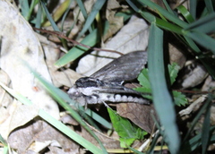 Sphinx gordius