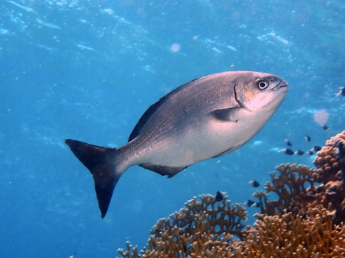 Kyphosus bigibbus observed 2026-10-16