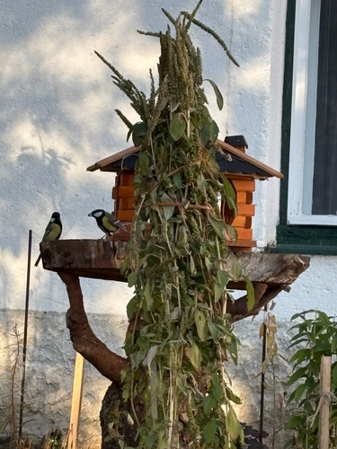 Great Tit