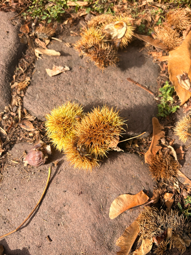 Sweet Chestnut