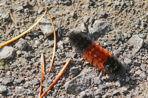 Isabella Tiger Moth