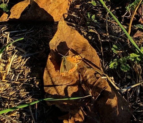 Small Copper