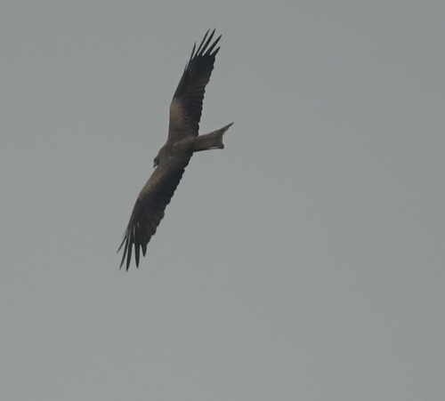 Black Kite