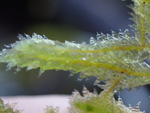 Neckera douglasii observed 2026-10-14