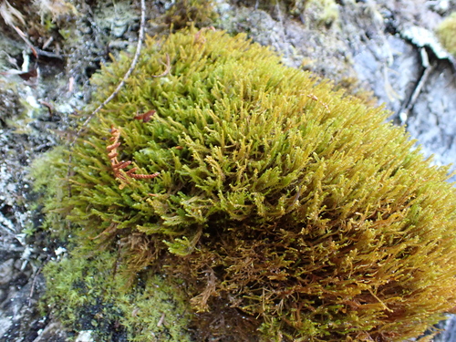 Herbertus observed 2026-10-14