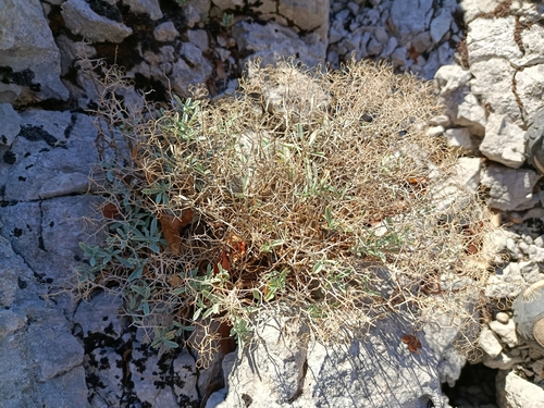 Hormathophylla spinosa, 2026-10-16