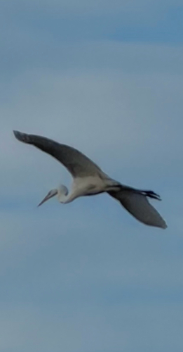 Great Egret
