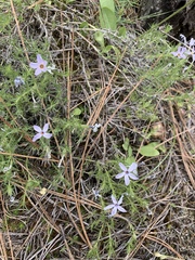 Phlox hoodii