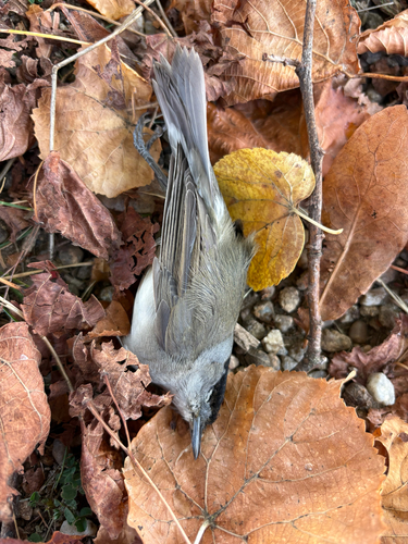 Eurasian Blackcap