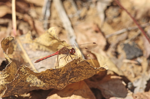 Autumn Meadowhawk