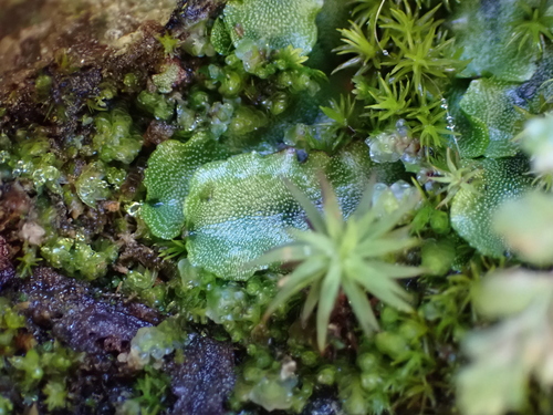 Marchantia quadrata observed 2026-10-14