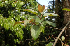 Actinidia rufa