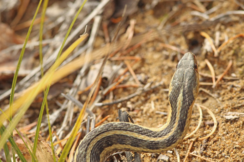 Common Garter Snake