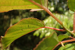 Actinidia rufa