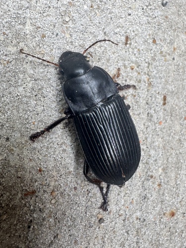 Murky Ground Beetle
