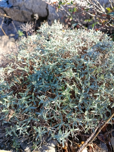 Hormathophylla spinosa, 2026-10-16
