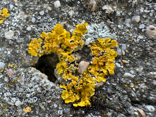 Common Sunburst Lichen