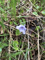 Viola selkirkii