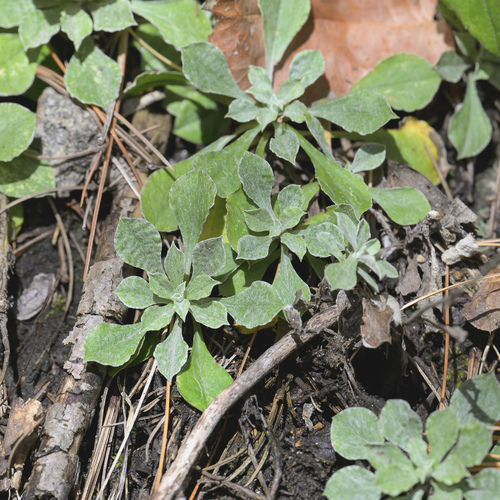 Antennaria howellii observed 2026-10-15