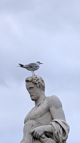 Black-headed Gull