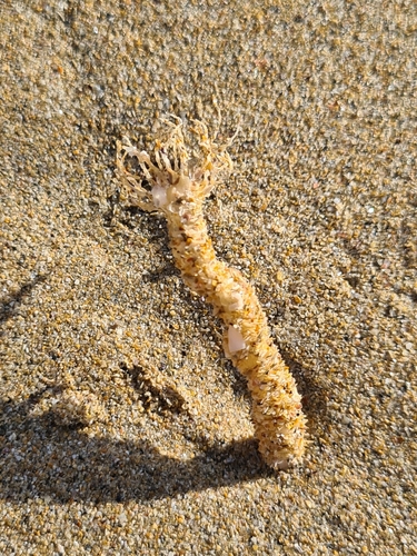 Lanice conchilega observed 2026-10-16