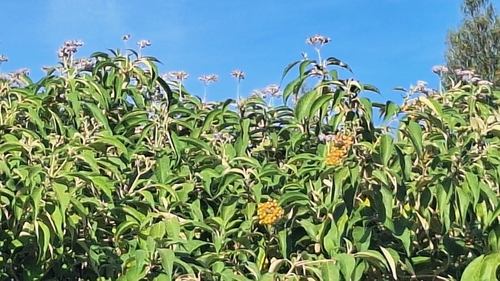 bugweed