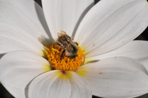 Common Carder Bumble Bee