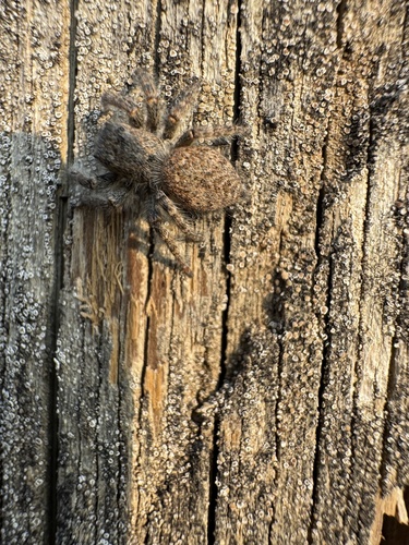 Red-bellied Jumping Spider