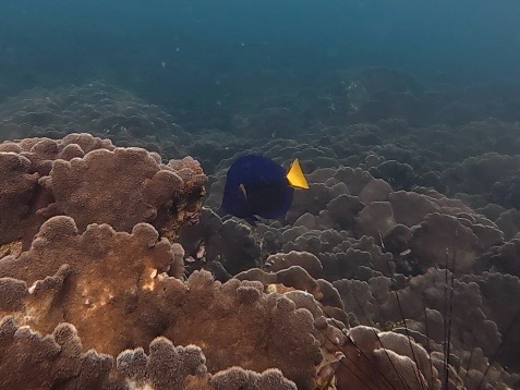 Zebrasoma xanthurum observed 2026-10-16
