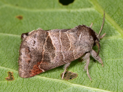 Small Chocolate-tip, photo 9 of 10