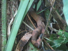 Craspedocephalus puniceus