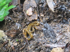 Craspedocephalus puniceus