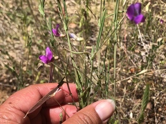 Lathyrus angulatus