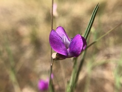 Lathyrus angulatus