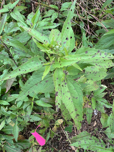 late boneset