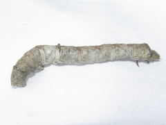 Eutrapela clemataria