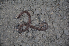 Asthenodipsas laevis