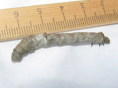Eutrapela clemataria