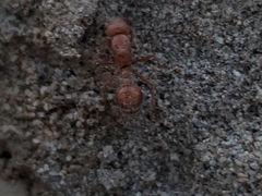 Pogonomyrmex