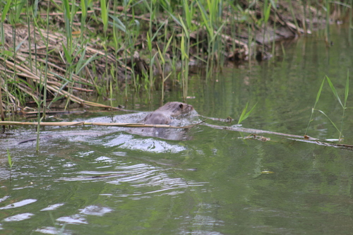Eurasian Otter