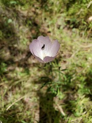 Sidalcea robusta