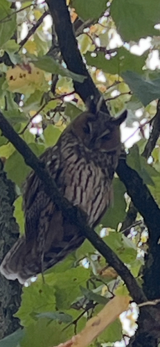 Long-eared Owl