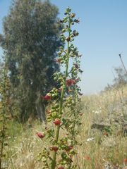 Scrophularia rubricaulis