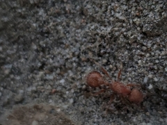 Pogonomyrmex