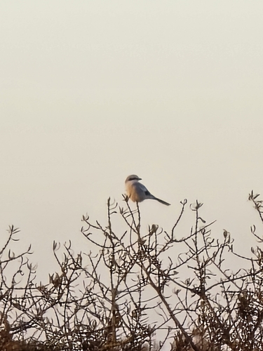 Great Gray Shrike