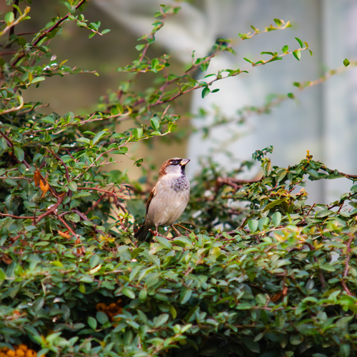 House Sparrow