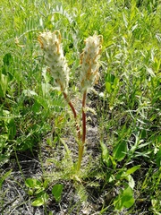 Pedicularis dasystachys