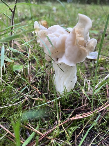 White Saddle