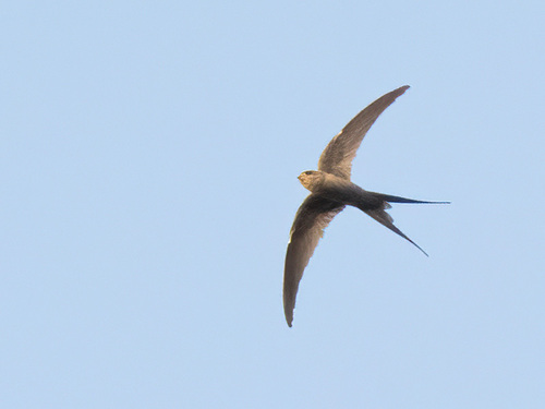 iNaturalist image